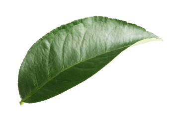 Fresh green leaf of citrus plant isolated on white