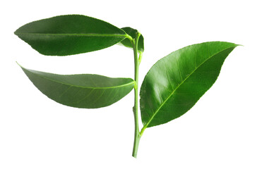 Fresh green leaves of citrus plant isolated on white