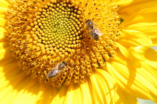 Tournesol et abeilles - Jardin des Po&egrave;tes La Petite Pierre