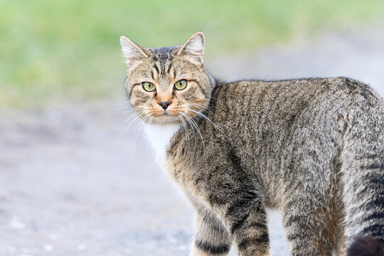 Cat 