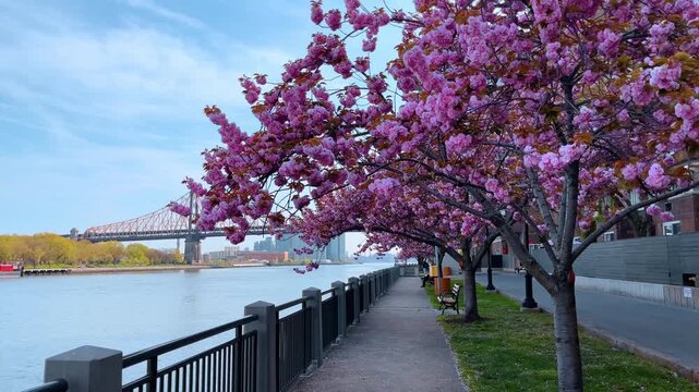 Pink cherry blossoms along Roosevelt Island waterfront with city bridge. Blooming cherry trees on riverside walkway with Queensboro Bridge and power plant chimneys in background.