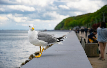 Seagull on the coast of the Baltic Sea in Gdynia