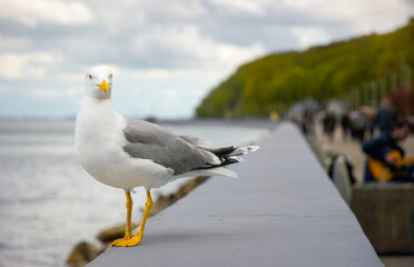 Seagull on the coast of the Baltic Sea in Gdynia