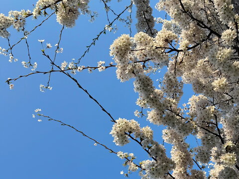 Close-up of blooming cherry tree branches against clear blue sky in springtime in Battersea Park, London, UK.