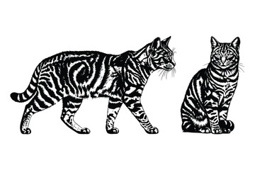 Tabby Cat Wildcat Animal Portrait