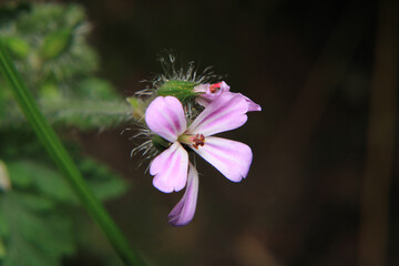fine speedwell flower macro photo	