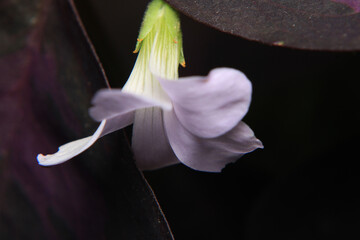 natural white night glory flower photo	
