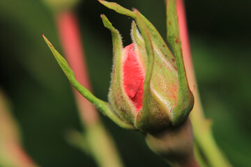 pink rose flower macro photo	