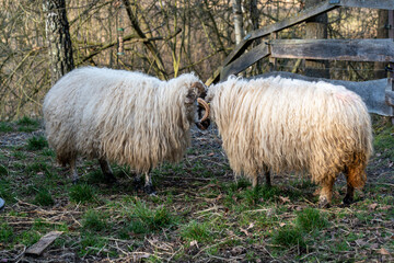 Two thick-fleeced domestic sheep engaged in a natural head-butting confrontation in a farm paddock.