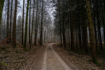 Fototapeta premium Winding forest road through misty pine woodland