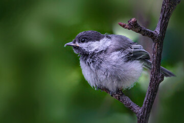 Juvenile Black-Capped Chickadee Perched on Branch © Robert