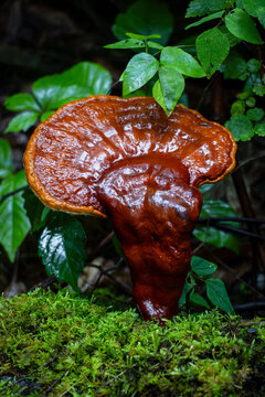 beneficial Hemlock varnish shelf Ganoderma tsugae reishi flat polypore mushroom in the woods close-up