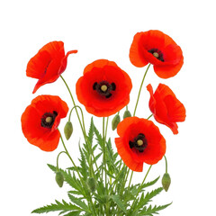 Fototapeta premium A bouquet of red poppies on a white background