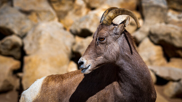 Bighorn Sheep Portrait with Curved Horn in Rocky Desert Habitat