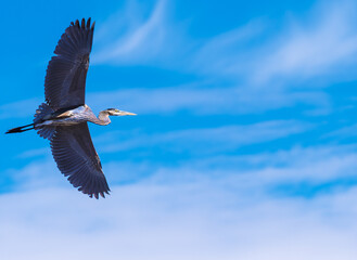 Obraz premium Great Blue Heron in Flight