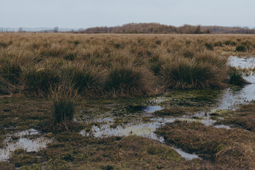 Wetland landscape with marsh grass and shallow water under cloudy sky. Natural habitat for wildlife, concept of ecology, environment, and conservation.