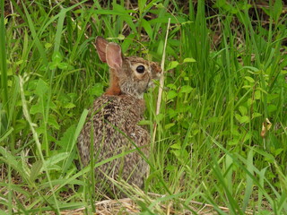 Eastern cottontail, rabbit, feeding on green vegetation. Spring season, Bombay Hook National Wildlife Refuge, Kent County, Delaware.  © Scenic Corner