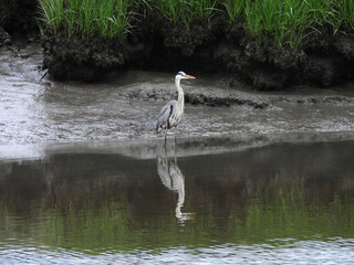Obraz premium A blue heron, standing on the waters edge of a wetland marsh. Bombay Hook National Wildlife Refuge, Kent County, Delaware.