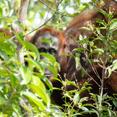 The shy orangutan © Amirsyah