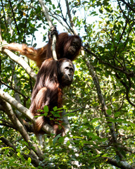 Two orangutan on the tree © Amirsyah