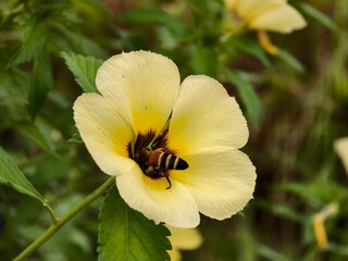 bees are sucking the nectar of damiana flowers © RMX IMG