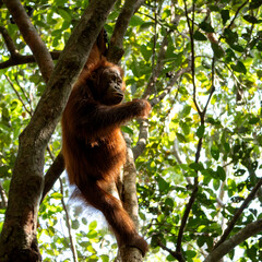 The orangutan on the tree © Amirsyah