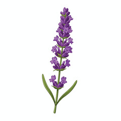 Obraz premium Beautiful Lavender Flower Stem for Nature and Garden Themes