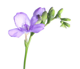 Beautiful blue freesia flower isolated on white