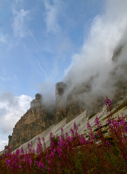 Landscapes of the Dolomites in summer.
View of the Dolomite peaks, covered in clouds, flowers in the foreground. Concept of travel, tourism.
