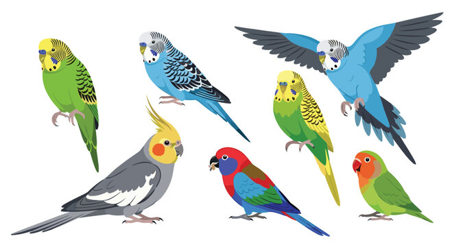 Seven distinct, vibrantly colored pet birds, including budgerigars, a cockatiel, and lovebirds, are dynamically arranged on a pristine white background.