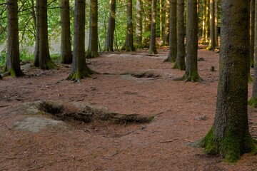 Obraz premium Jack's Woods (Bois Jacques), Belgium.. World War II foxholes. Made famous by the TV series and book 