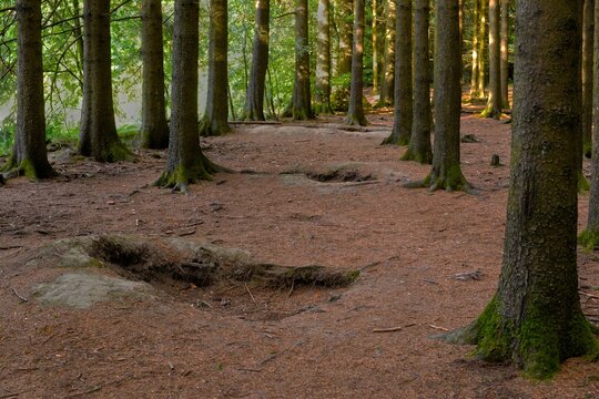 Jack's Woods (Bois Jacques), Belgium.. World War II foxholes. Made famous by the TV series and book "Band of Brothers" and the 101st Airbone Division. Easy Company.