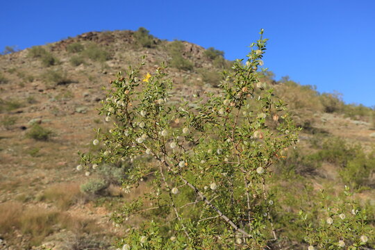 Blooming with yellow flowers Creosote Bush (Larrea tridentata) in its natural desert habitat in North Mountain Park desert preserve on a warm late Autumn morning, Phoenix, Arizona