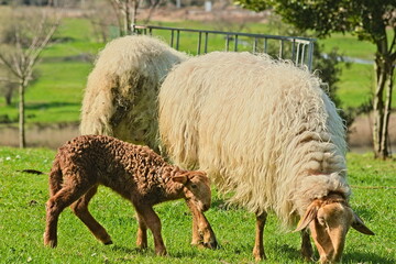 Fototapeta premium A peaceful scene of traditional livestock farming and country life, with lambs and sheep relaxing in the grass on a sunny day.