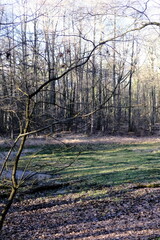 Spring forest. Outdoor landscape. Green grass and trees