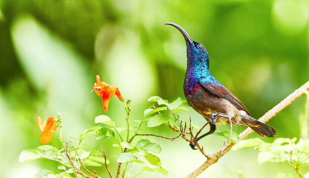 A purple sunbird perched on a branch