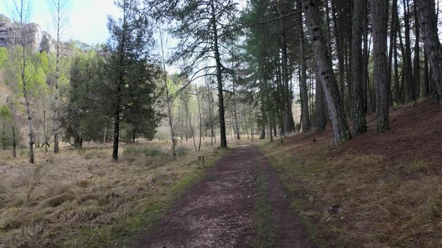 R&iacute;o lobos canyon scenic path through pine forest