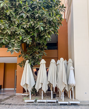 Closed umbrellas next to a wall and tree.