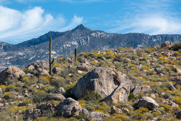 A Catalina State Park landscape with rugged mountains, a hill strewn with large boulder rocks, yellow wildflowers, and saguaro cactus. Arizona, Tucson, USA. © CaptureNature