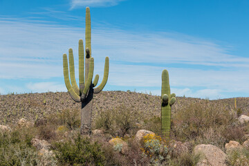Saguaro cactus with boulder rocks, yellow wildflowers, and a hill in the distance, under a blue sky with clouds. Catalina State Park, Tucson, Arizona, USA. © CaptureNature
