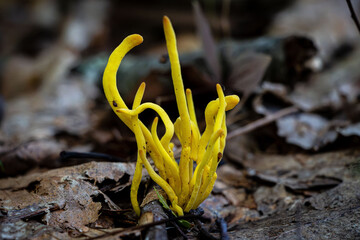Yellow Coral mushroom fungus inedible beautiful tentacles
