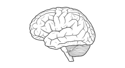 A detailed vector illustration of a human brain in a simple line art style