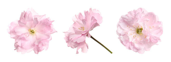 Obraz premium Spring blossom. Beautiful sakura flowers on white background, set
