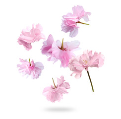 Blossoming sakura. Pink spring flowers falling on white background
