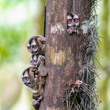Family of Grey-Handed Night Monkeys Peering from Tree in Colombian Forest