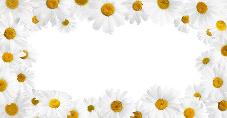 Fototapeta premium Frame of bright chamomiles on white background. Banner design with space for text