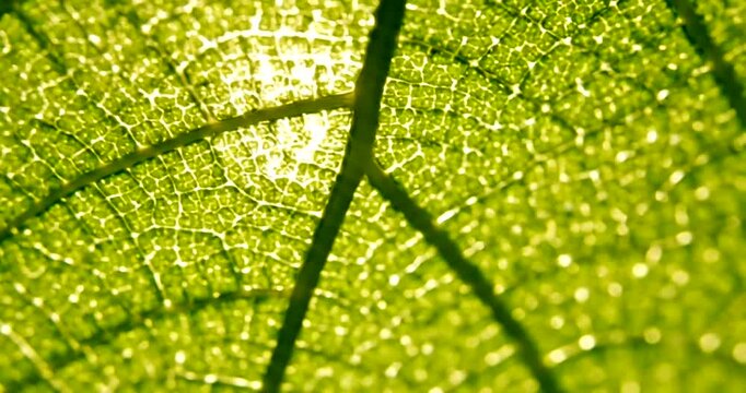Extreme Closeup of Green Leaf Texture.
