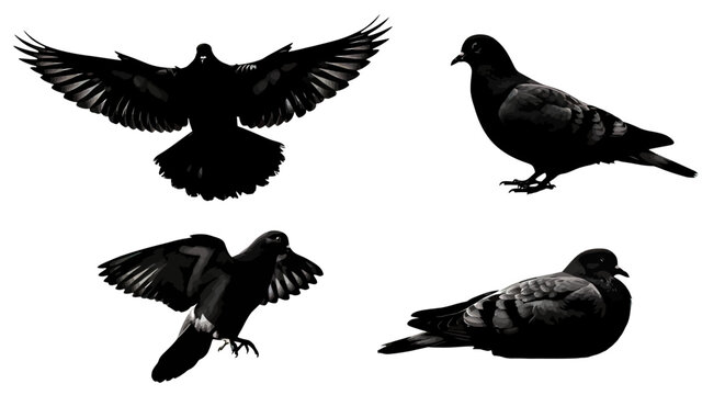 Pigeons in Various Positions and Actions.