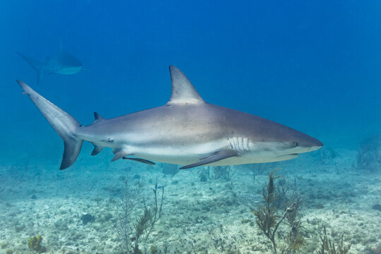 Caribbean reef shark swimming over reef in clear ocean