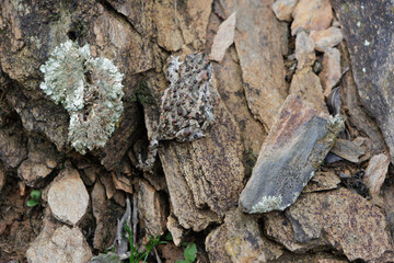 Toad blending into rocky ground with lichen